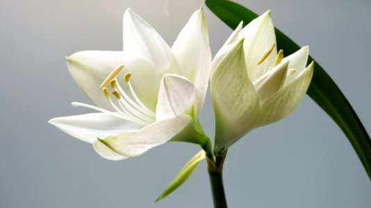 White Lily Flower In Bloom