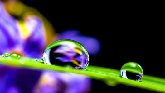 Blade Of Grass With Droplets