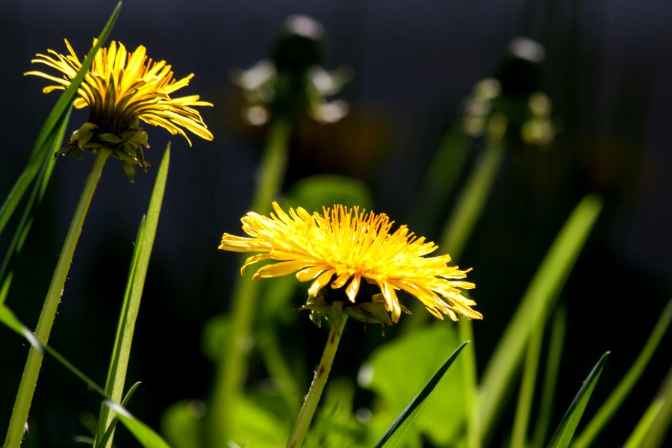 Bokeh Shot Of Yellow Flower During Daytime