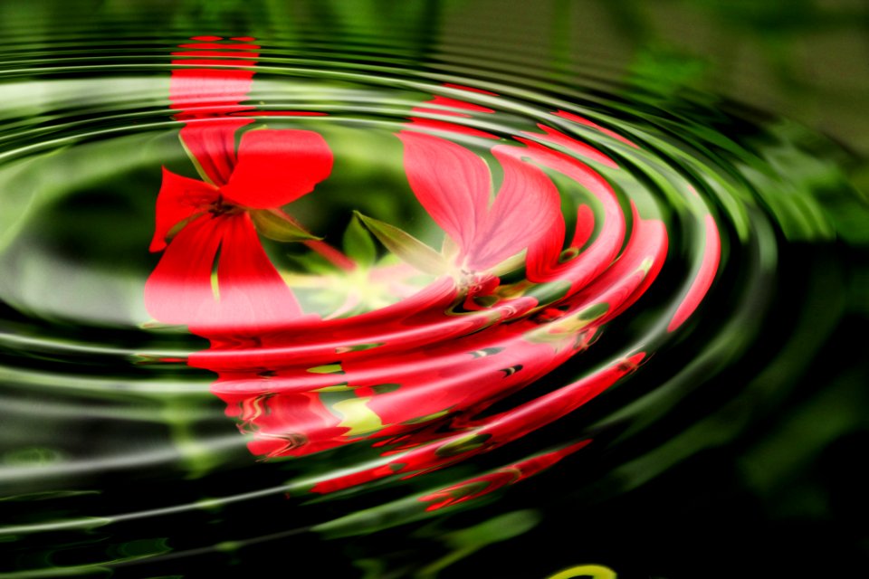 Geranium Flowers And Ripples