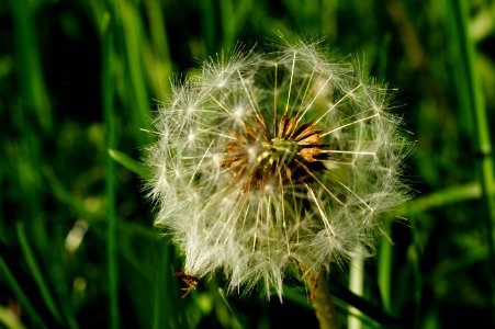 White Dandelion