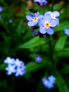 Black Insect On Blue And Yellow Flowers In Macro Lens Photography