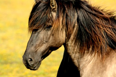 Brown Black Horse photo