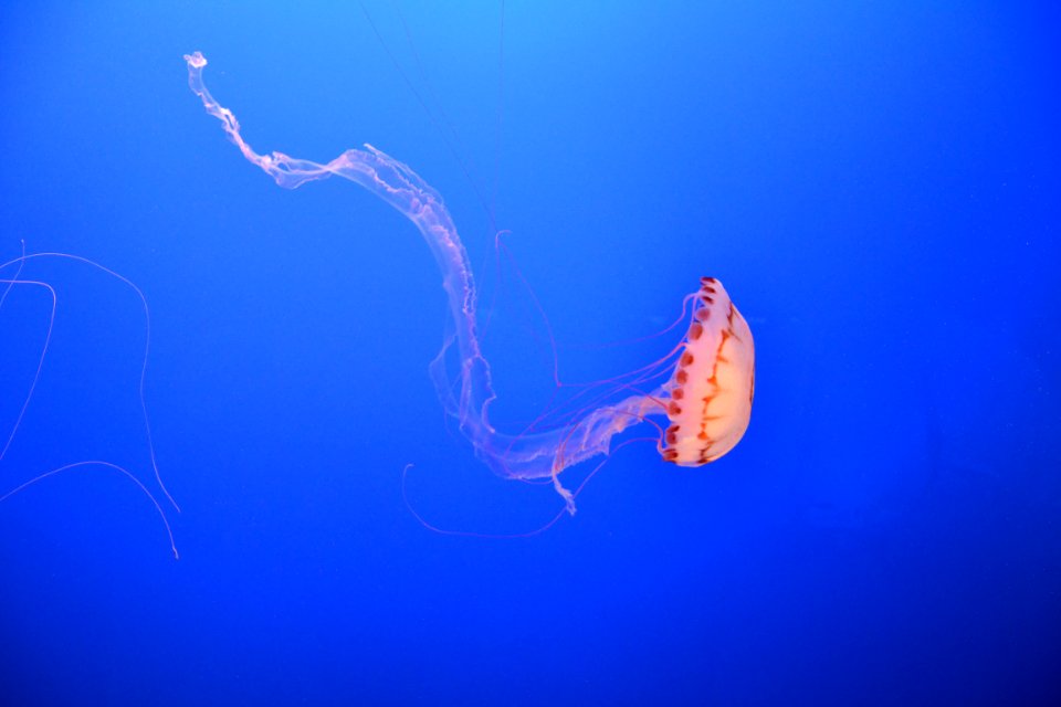 Jellyfish In Water