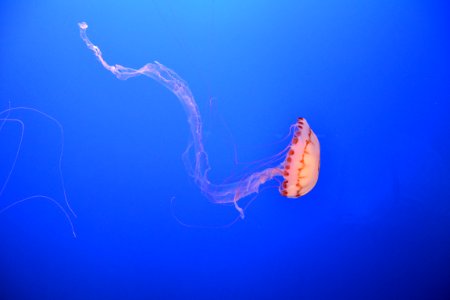Jellyfish In Water