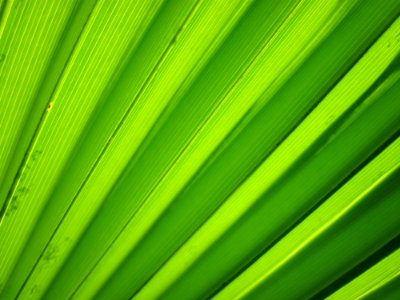 Textured Green Pattern photo