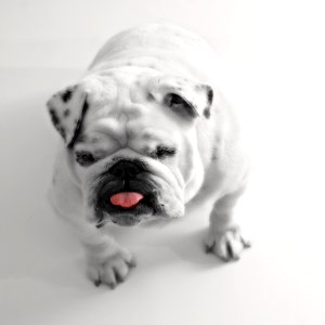 White Short Coated Dog