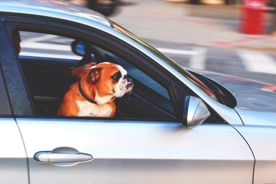 Dog Riding In Car