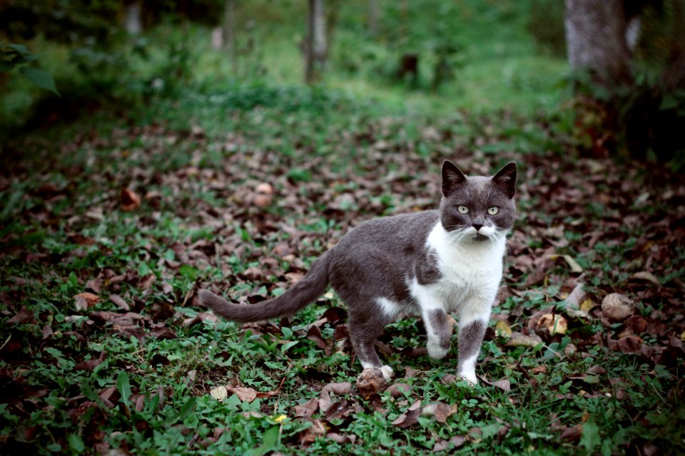 Cat In Grass photo