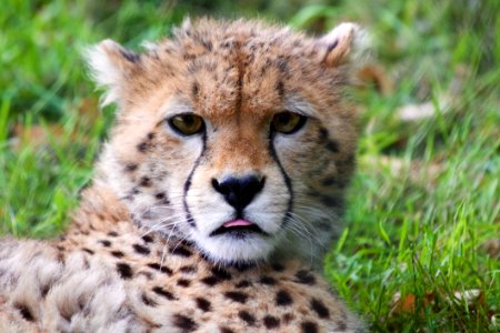 Cheetah In Grass photo