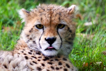 Cheetah In Grass
