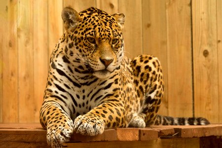 Leopard On Wooden Perch photo