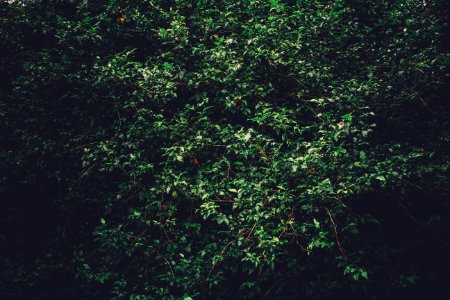 Sunlit Bushes