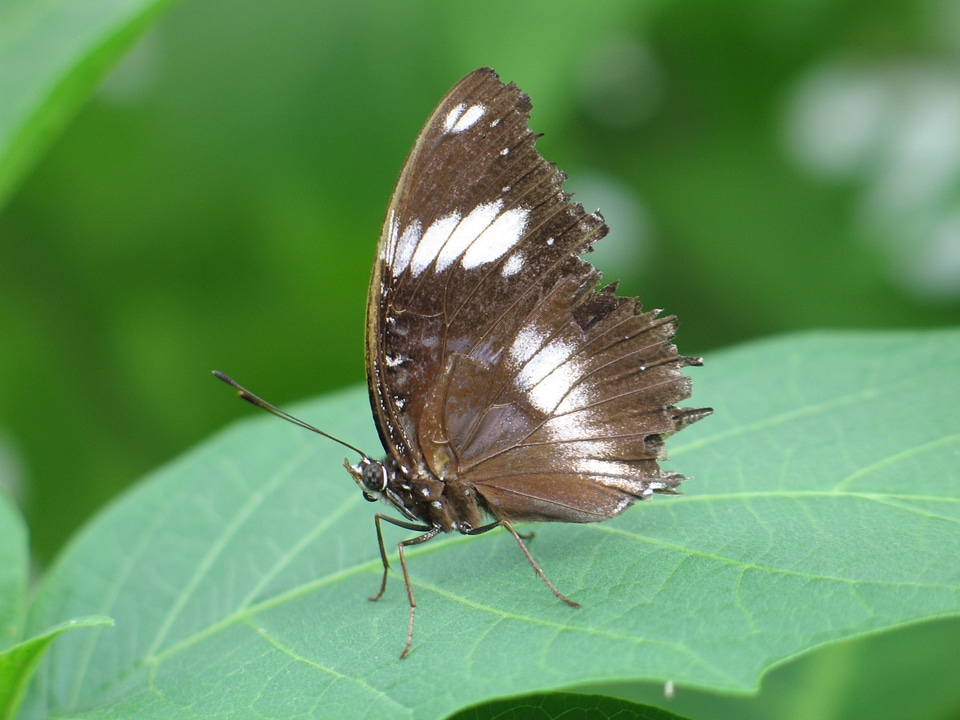 Butterfly green background insect