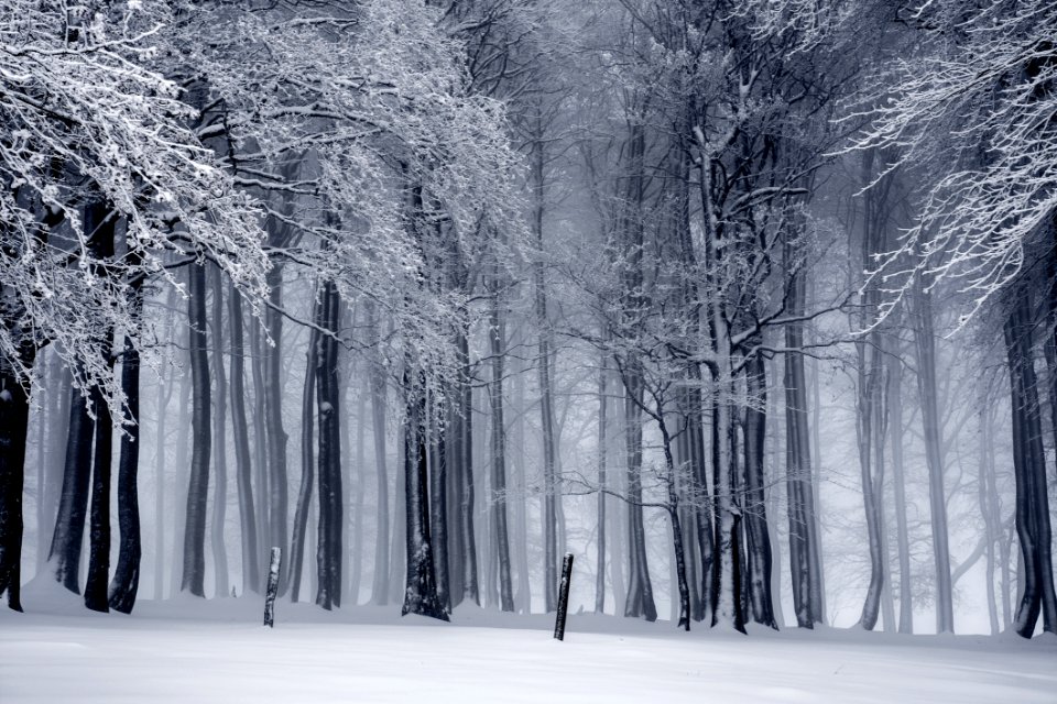 Winter Forest In Black And White