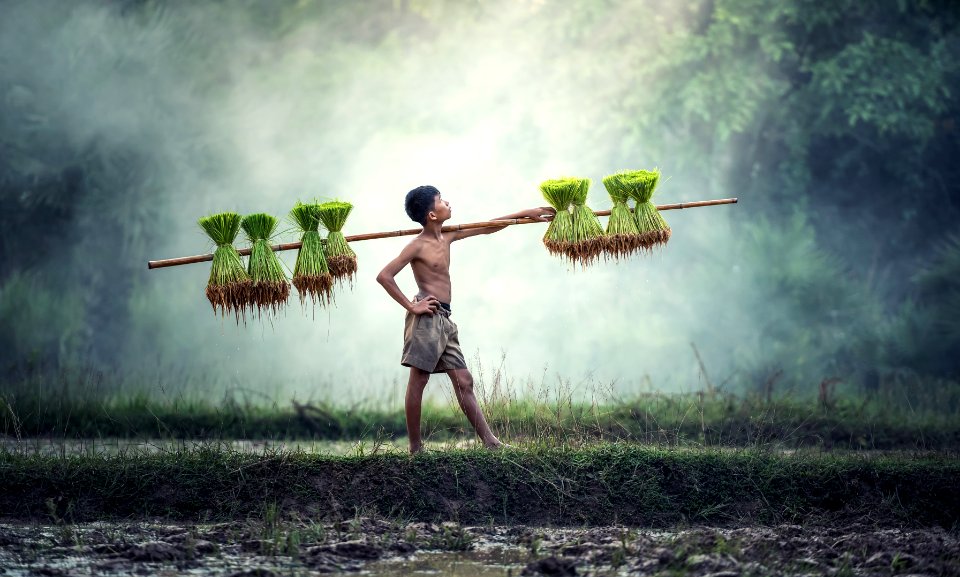 Worker In Rice Field