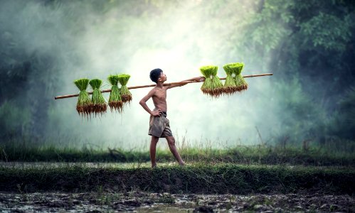 Worker In Rice Field