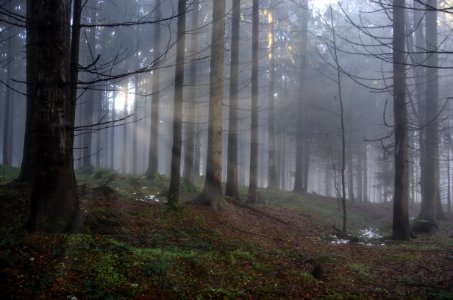 Fog In Forest photo