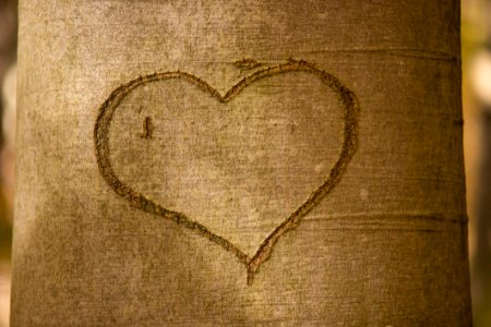 Heart On Tree Trunk