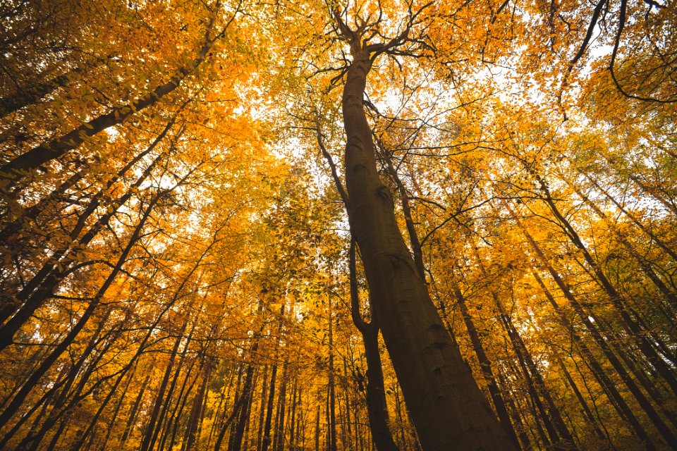 Autumn Foliage In Forest