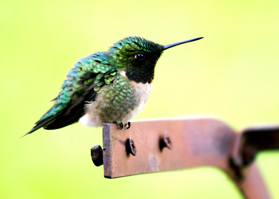 Hummingbird On Perch