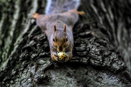Squirrel With Nut photo
