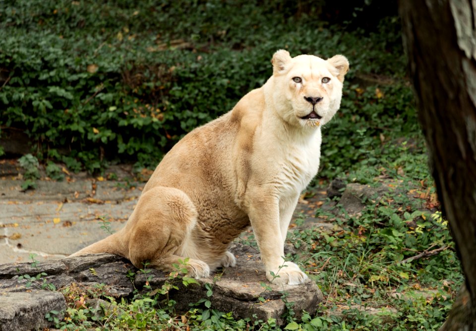 A white lion at the Cincinnati Zoo and Botanical Garden, America's second-oldest zoo, in Cincinnati, Ohio. Original image from Carol M. Highsmith’s America, Library of Congress collection.