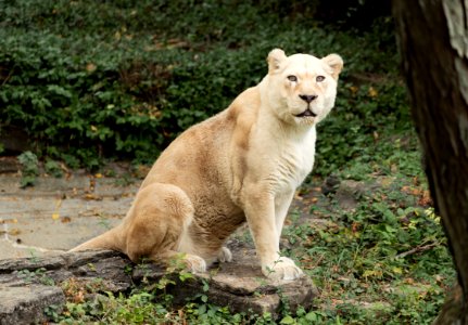 A white lion at the Cincinnati Zoo and Botanical Garden, America's second-oldest zoo, in Cincinnati, Ohio. Original image from Carol M. Highsmith’s America, Library of Congress collection.