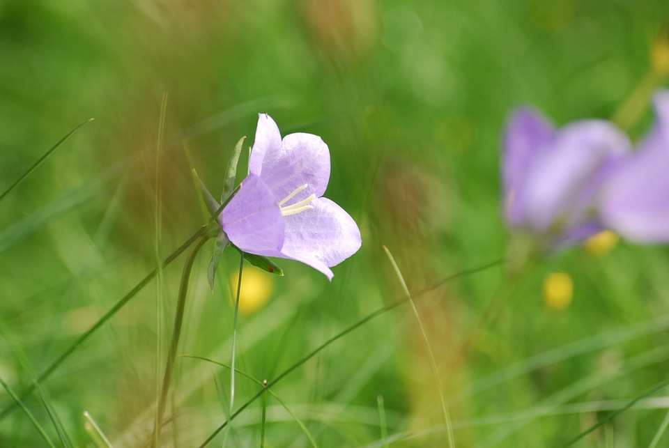 Bloom petal delicate