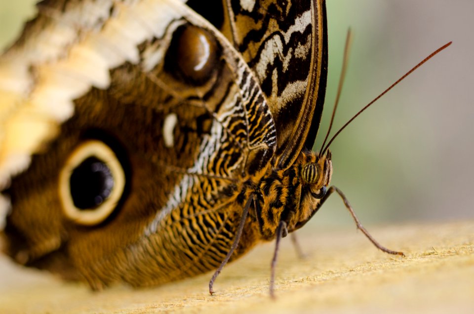 Butterfly Close Up