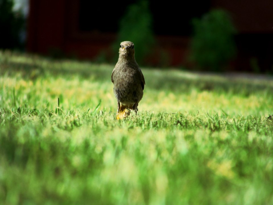 Black Bird On Green Grass