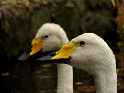 2 White Yellow And Black Ducks photo