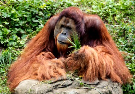 Orangutan at the Cincinnati Zoo and Botanical Garden. Original image from Carol M. Highsmith’s America, Library of Congress collection. photo