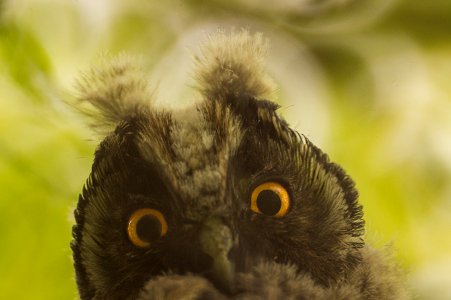 Owl Face Outdoors photo
