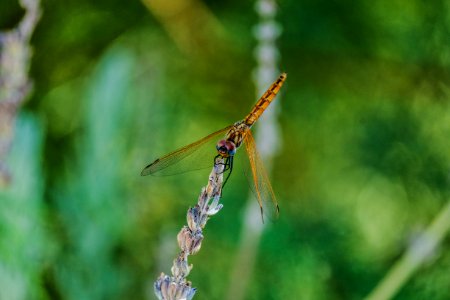 Gold Dragon Fly photo