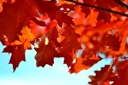 Orange Maple Tree During Daytime
