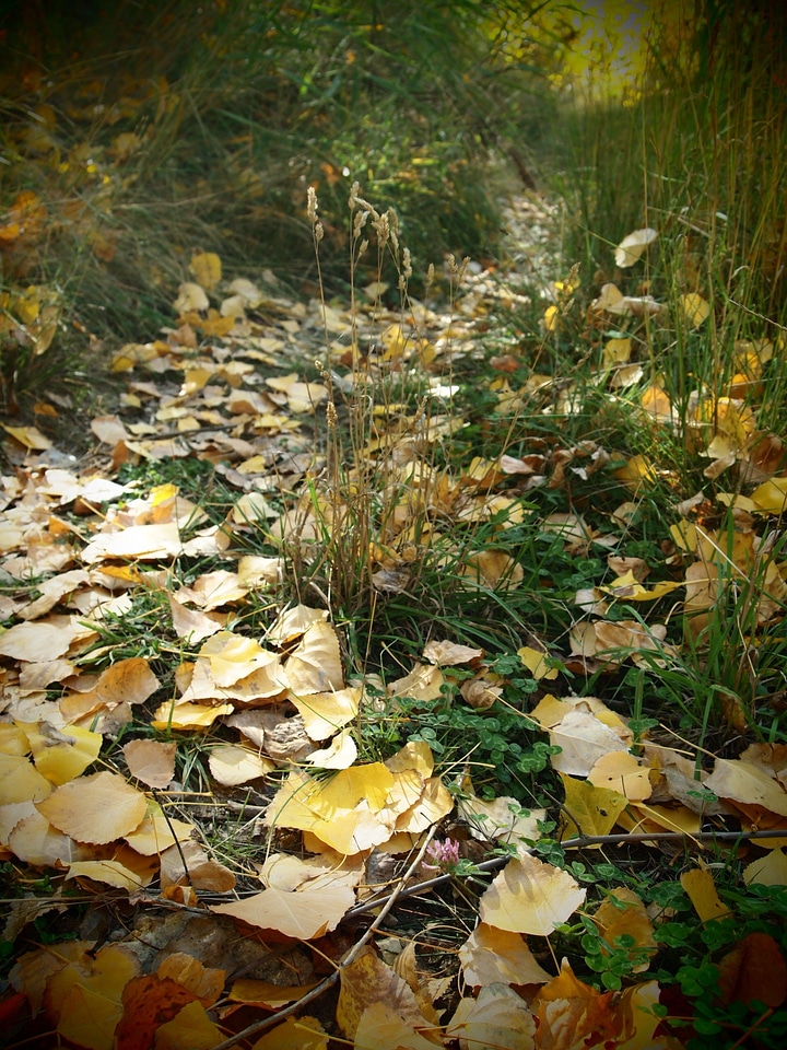 Vegetation october field
