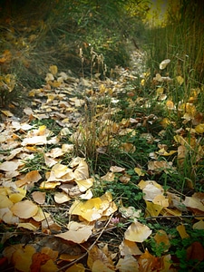 Vegetation october field
