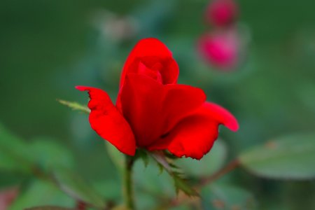 Red Rose Flower photo
