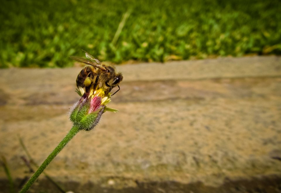 Bee On Pin And Green Flower