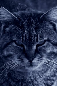 Cat In Grayscale Photo