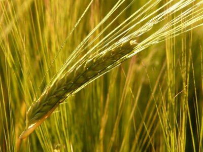 Green Cereal Grain