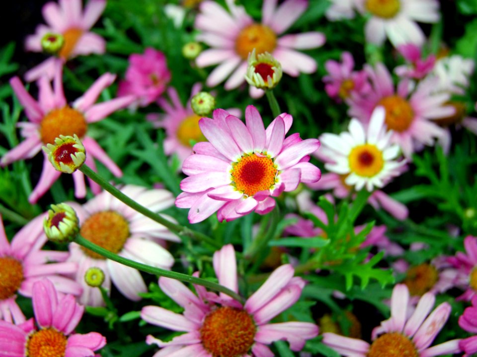 Flowers In Field