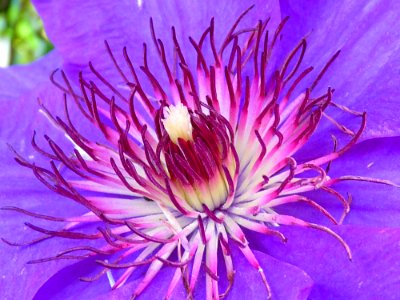 Purple Multi Petaled Flower Macro Photography photo
