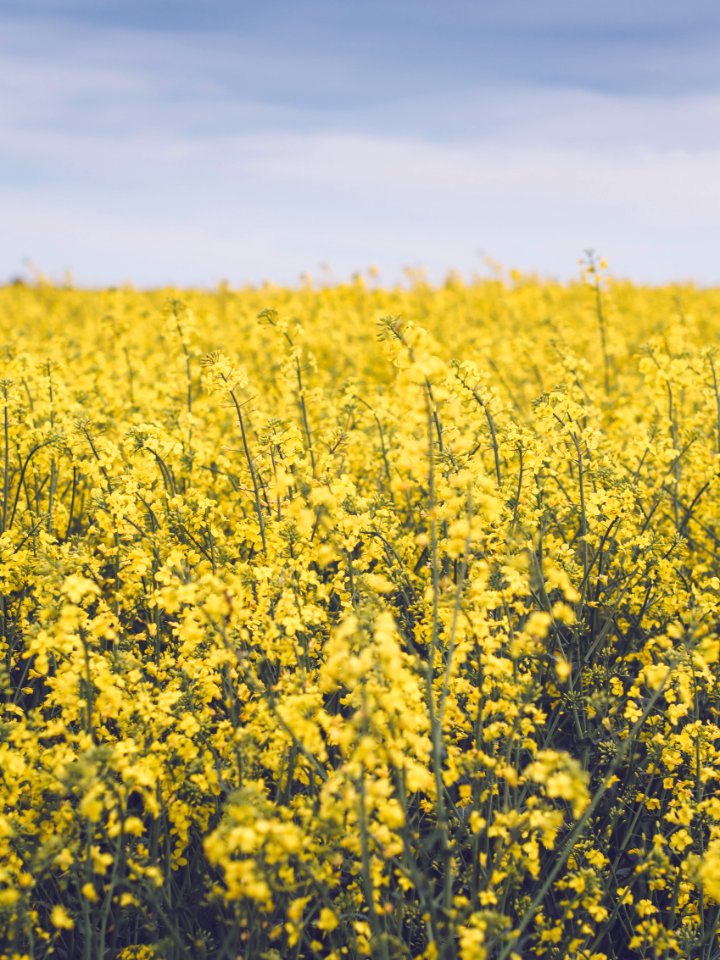 Rapeseed Field