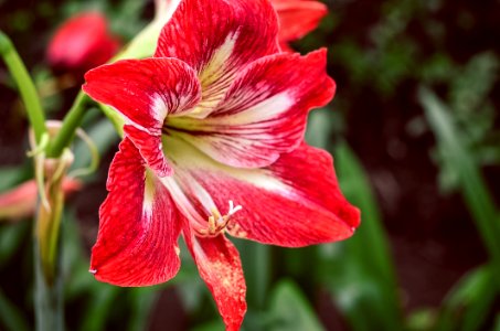 Red 6 Petaled Flower
