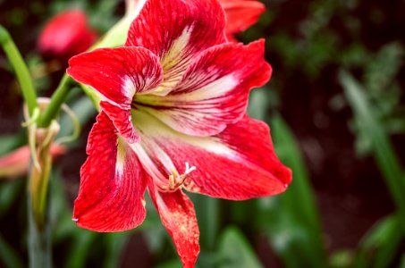 Red 6 Petaled Flower photo