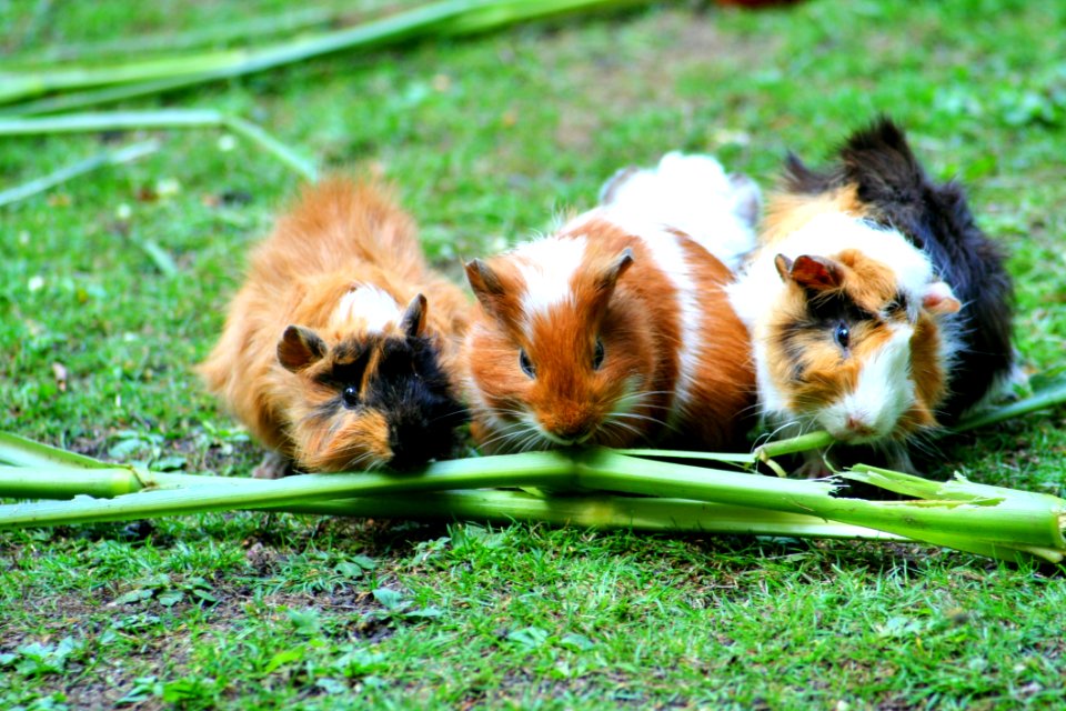 Brown White Hamster