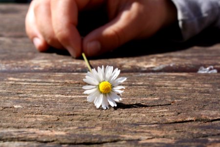 Dandelion Flower On Brown Wooden Table