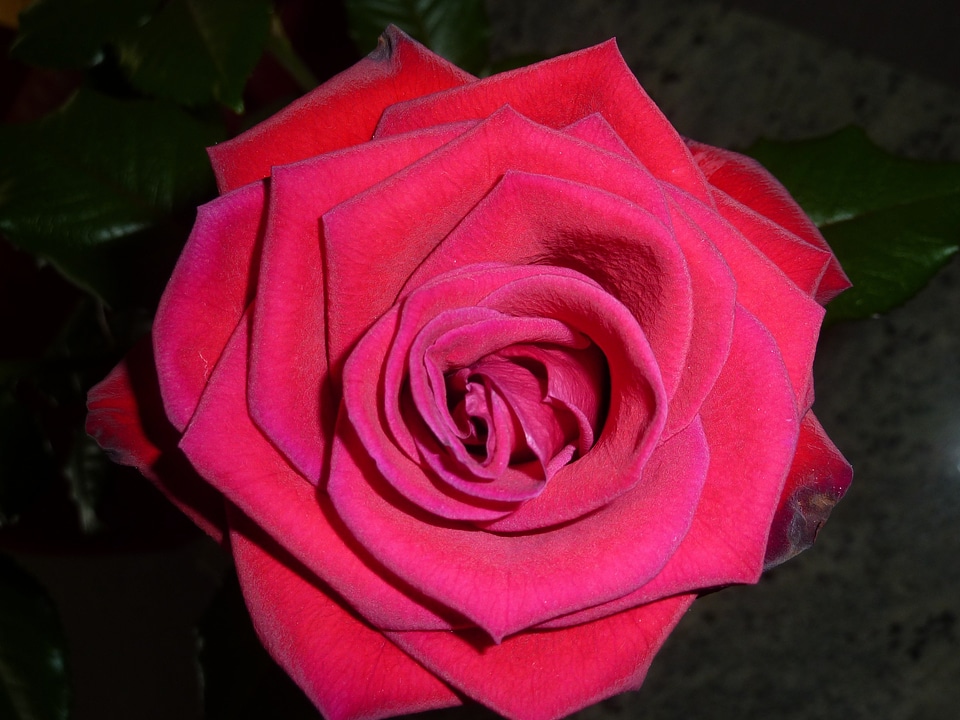 Beauty plant valentine